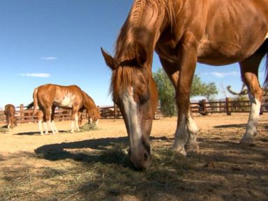 VIDEO: Missing Marine's Wife Loved Horses