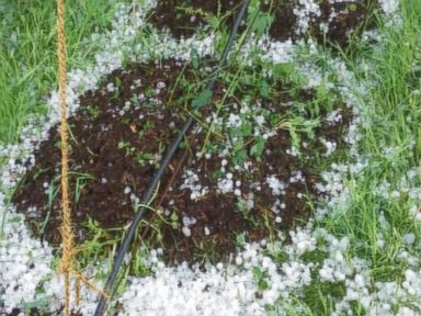 VIDEO: Hail Storm Damages Vermont Hops Farm