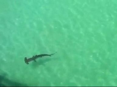 VIDEO: Hammerhead Shark Gets Uncomfortably Close to Swimmers