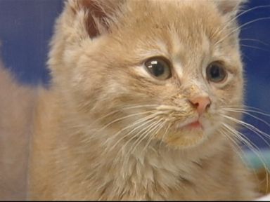 VIDEO: The kitten suffered from hypothermia when it was found covered in Colorado snow.