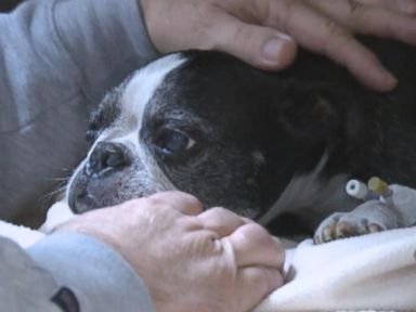 VIDEO: Sam, a 13-year-old Boston terrier, landed in a hot tub after falling from his owner's balcony.