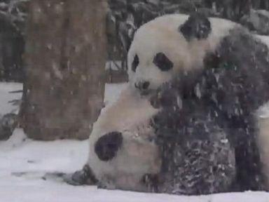 VIDEO: Panda cub Bao Bao rolled down a hill and played with her mother at the National Zoo.