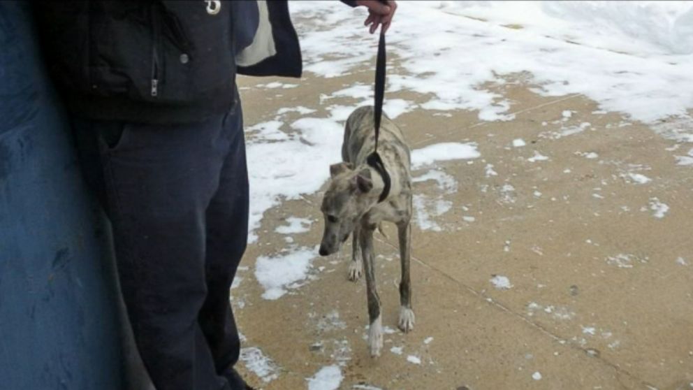 VIDEO: FDNY Lieutenant Dave Kelly captured the missing whippet named Burt during the blizzard.
