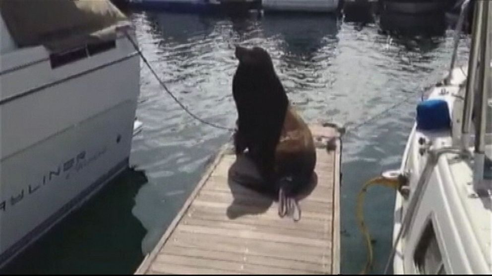 Video Sea Lion Bites Man in California Bay ABC News