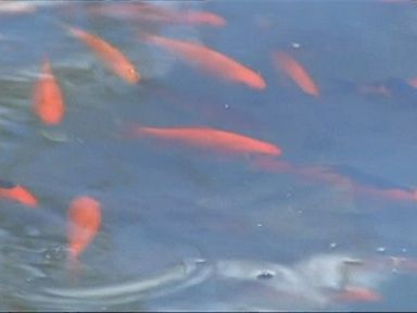 VIDEO: The invasion of the non-native fish species in a Boulder County, Co. lake probably began with a few pet fish dumped in the water.