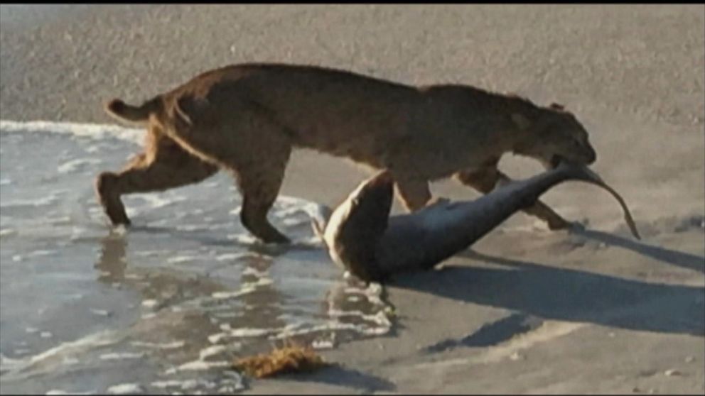 Bobcat Catches Shark On Florida Beach Video ABC News Bobcat Catches Shark On Florida Beach Video ABC News
