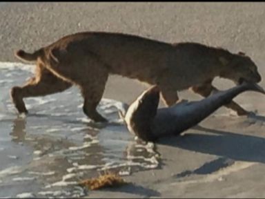 Bobcat Catches Shark on Florida Beach