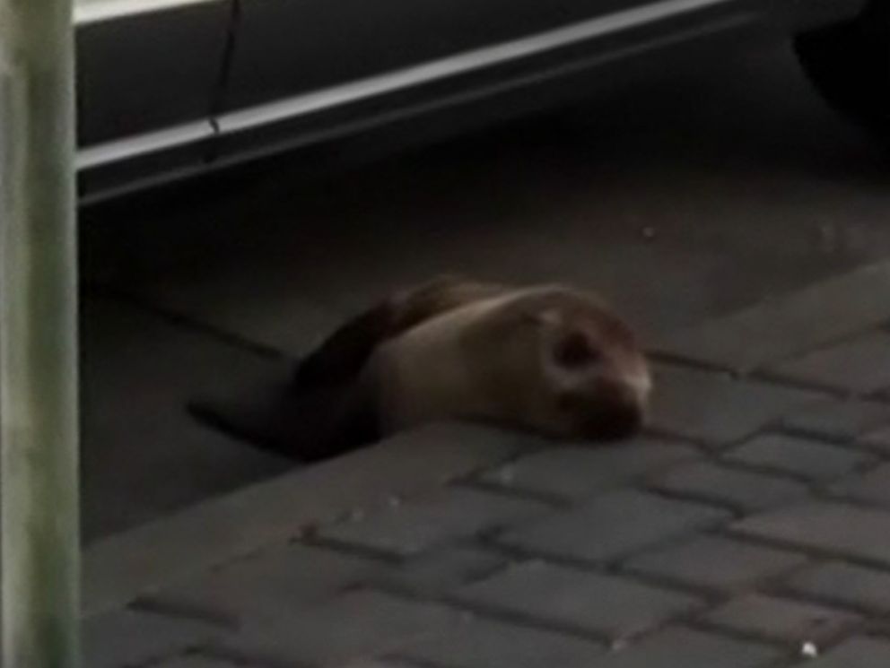 San Francisco's sea lions - Science Wanders