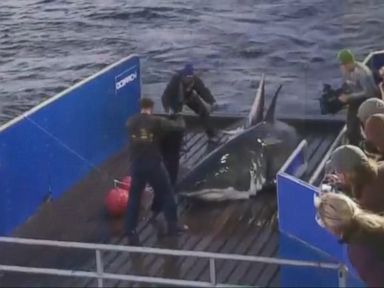 VIDEO: The 4,000 pound Great White Shark, who was tagged in 2012, has a Twitter account that tracks her movements through the ocean. She was most recently spotted off the coast of Atlantic City, NJ.