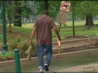 VIDEO: Authorities are warning New Jerseyans not to trap, catch or eat any of the fish that have washed up onto Newark streets due to floodwaters.