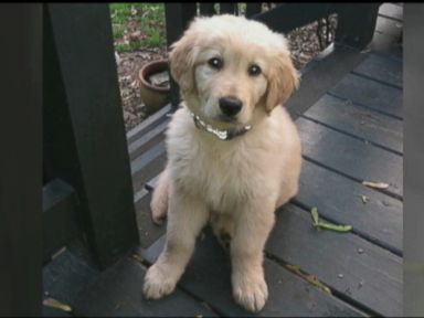 VIDEO: A grooming school instructor in Virginia reveals the potential dangers pets may face during a routine visit to the groomer.