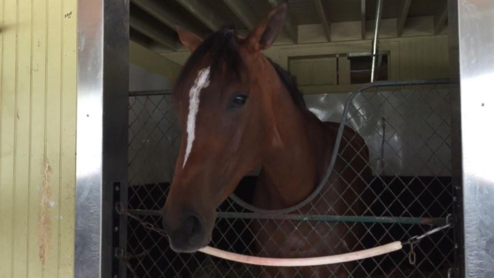 Inside The Horse Barns At Belmont Park Video Abc News