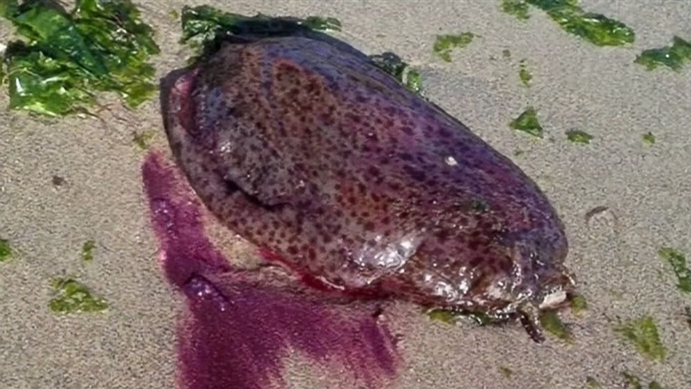 Purple Sea Slugs Surprise Beachgoers in Northern California - ABC News