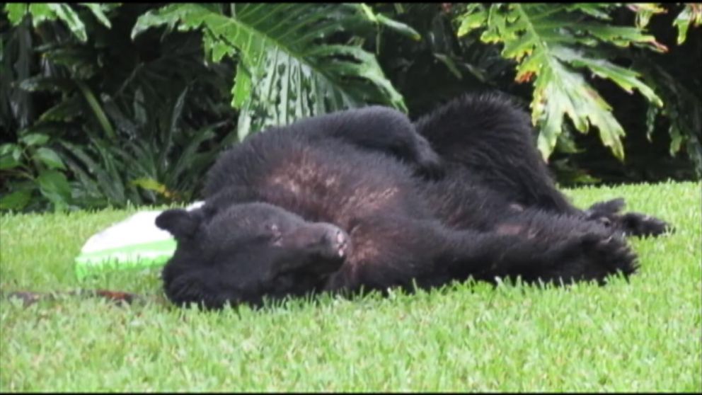 Video Watch a Black Bear Sleep Off a Food Coma - ABC News