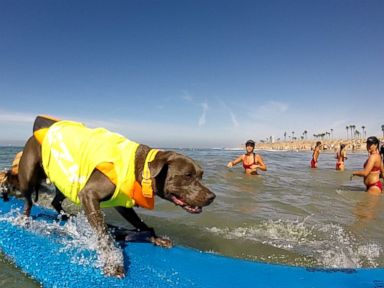 VIDEO: Dogs Hit the Waves for Surf Competition