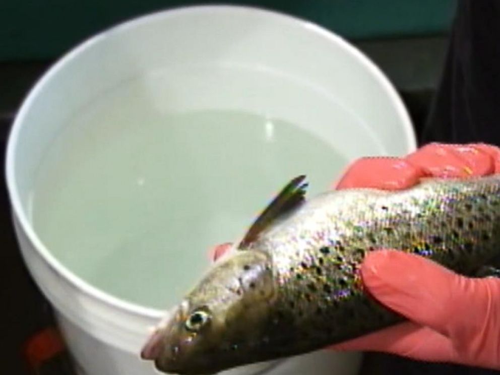 AquaBounty salmon: the first genetically engineered food animal for sale to  humans is a hit with eaters