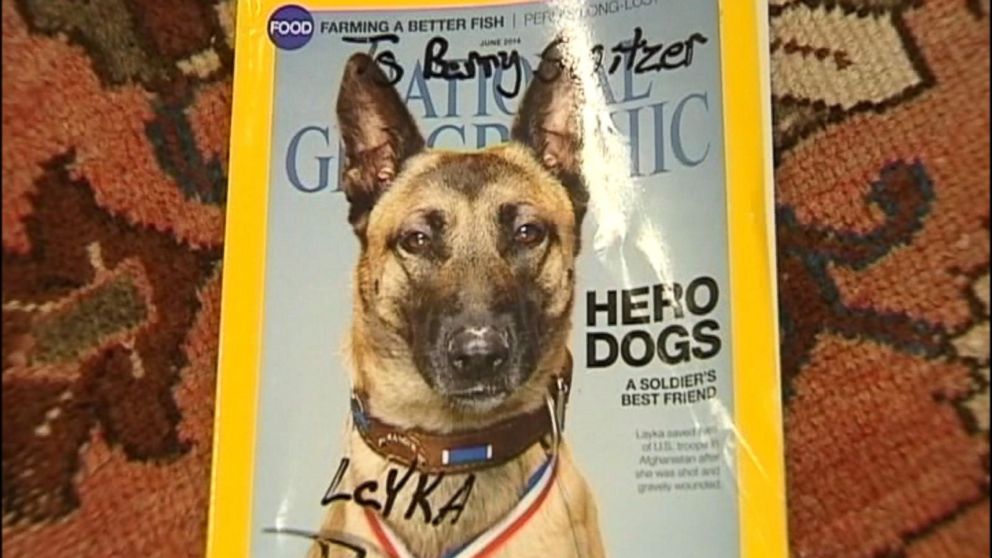 Hero Military Dog That Saved Unit in Afghanistan Is Getting Heroes of Her  Own