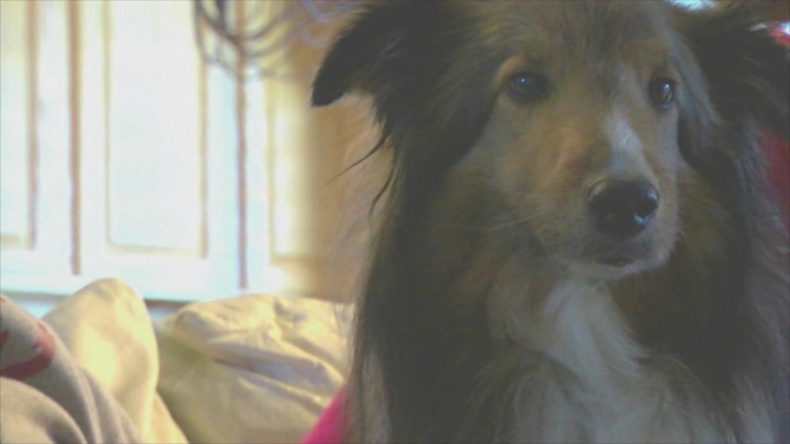 Dog Missing for 6 Years Reunited With Family in Las Vegas - Good ...