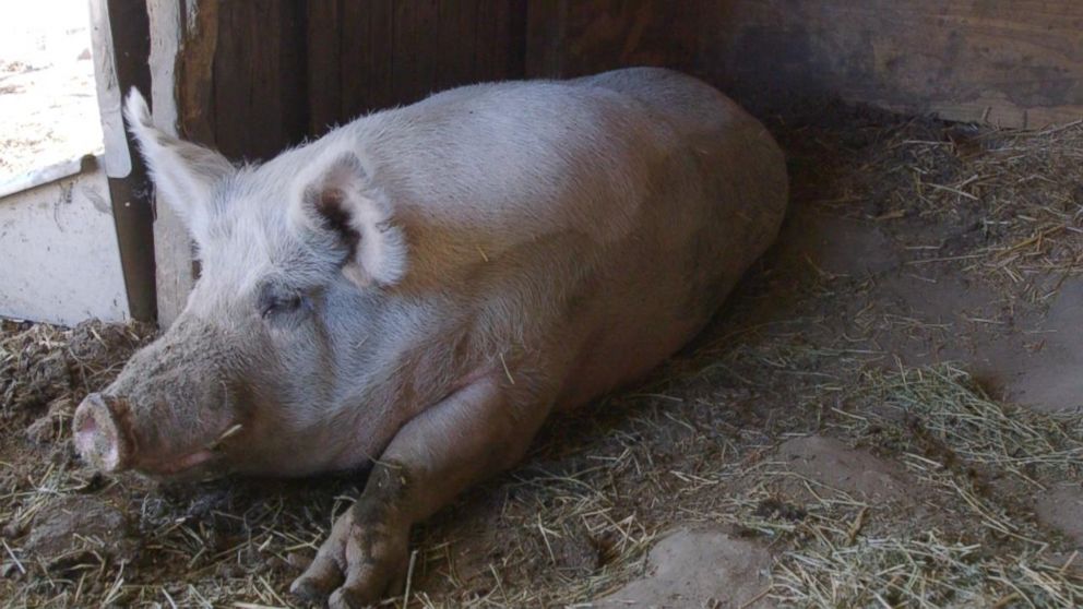 pot belly pig adoption