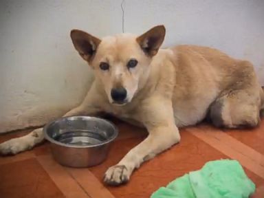 VIDEO: A dog who had its legs cut off and spine broken gets a new lease on life.