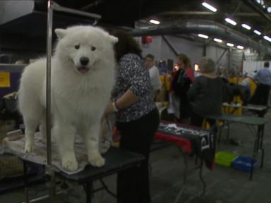 VIDEO: Behind the Scenes at the Westminster Dog Show 