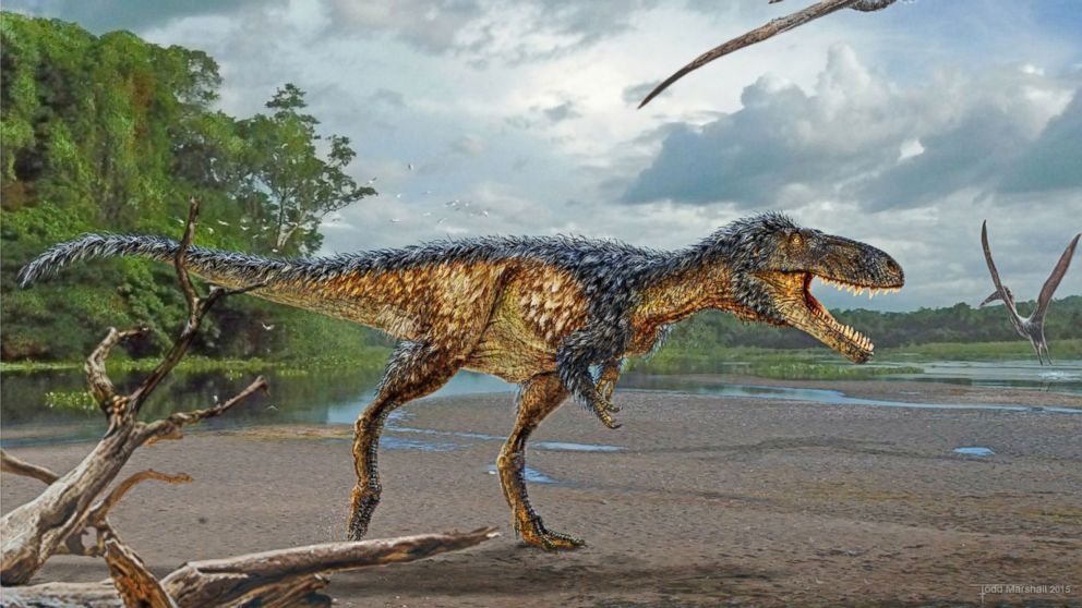 VIDEO: New Tyrannosaur Species Announced