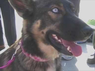 Dog Thought Lost At Sea, Reunited With Owner