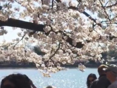 VIDEO: Cherry Blossoms Bloom in Washington, D.C.