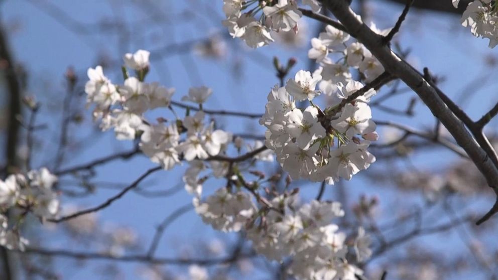 National Cherry Blossom Festival: Stunning Photos of Trees in Bloom - ABC  News