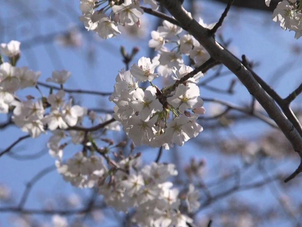 Washington's Iconic National Cherry Blossom Festivities Return, March 20 -  April 17, 2022 - The Zebra-Good News in Alexandria