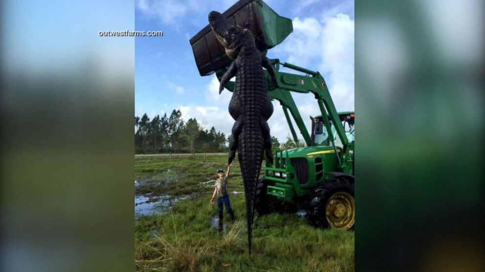 Video Giant Alligator Found In Florida Abc News