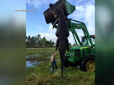 VIDEO: Hunters estimated that the reptile was just short of 15 feet.