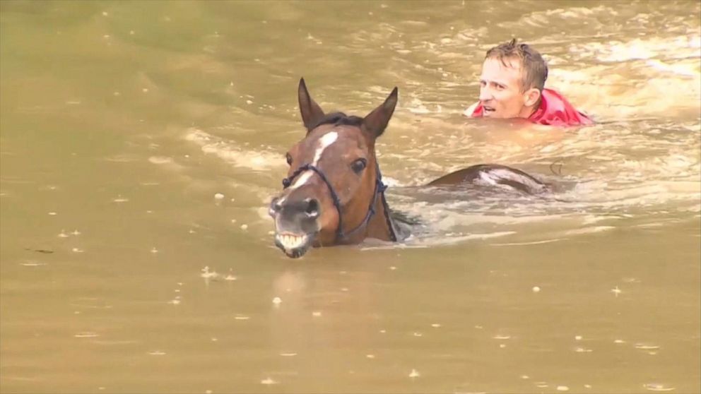 Video Horses Rescued From Flood Waters in Texas - ABC News