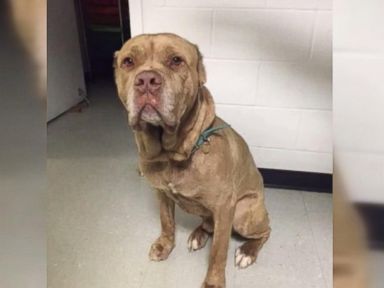 The Kirtland Police Department tried searching for the dog's owner but no one came forward. 