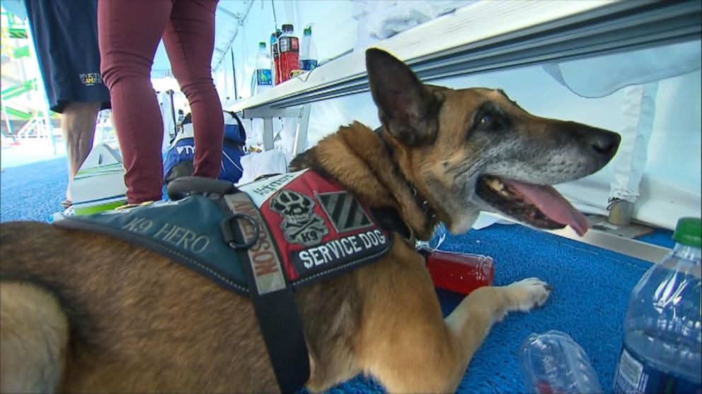 VIDEO: Service Dogs Help Wounded Warriors Earn Gold at Invictus Games