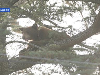 VIDEO: A bear that's been in a tree for several hours placed a school on modified lockdown this morning in Rancho Cucamonga, California, according to police.