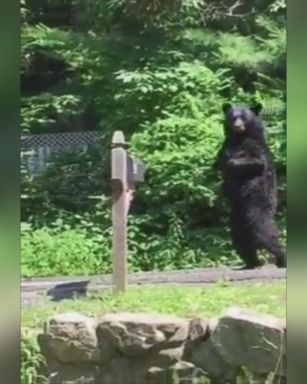 VIDEO: Pedals the Upright Bear Spotted Again in New Jersey