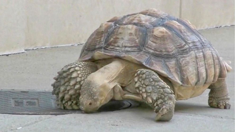 Video Popular Louisville Tortoise Survives Being Run Over - ABC News