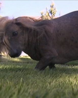 VIDEO: A canine competing for "World's Ugliest Dog" is drawing comparisons to the presumptive GOP nominee.