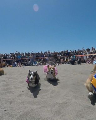 VIDEO: The Pups Hit the Beach for Corgi Con