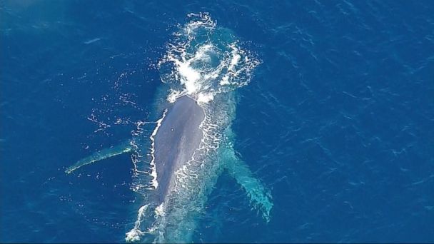 Video Attempted Whale Rescue Caught on Video - ABC News