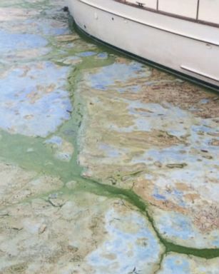 Toxic Algae Blooms Keep Florida Beachgoers Away | GMA