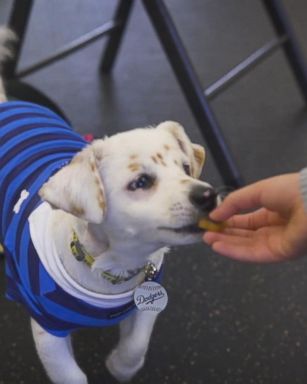 Julia shares a special bond with her dog, Walter, which is also deaf, according to the Pasadena Humane Society and SPCA.