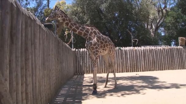 Video Giraffe Wears Shoe to Help Ease Arthritis - ABC News
