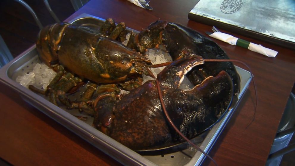 Elderly Larry The Lobster Died On The Way To A Better Life At An Aquarium Abc News