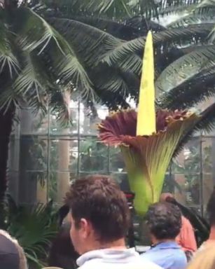 VIDEO: People Gather to Watch and Smell the Corpse Flower