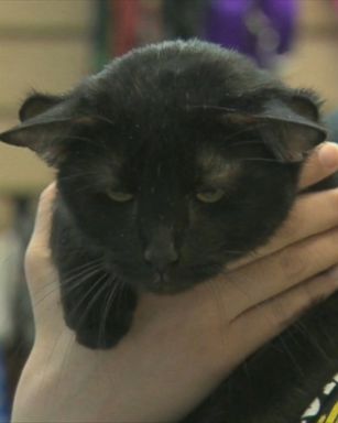 VIDEO: Batman, a unique feline with an unusual number of ears, is up for adoption.