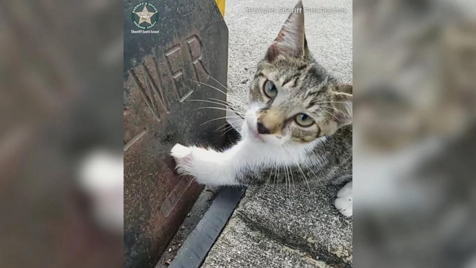 Feline Paw Porn - Sheriff's Office Rescues Kitten With Paw Stuck in Sewer ...