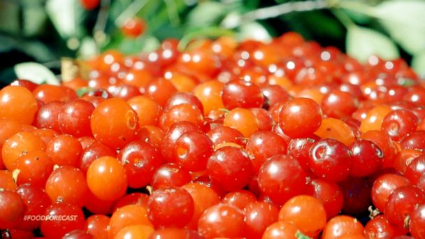 VIDEO: Cherries and Beer Hops are growing like crazy in Michigan 