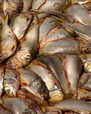 The dead fish found in the New Jersey creek are peanut bunker, and environmental officials are investigating the cause.